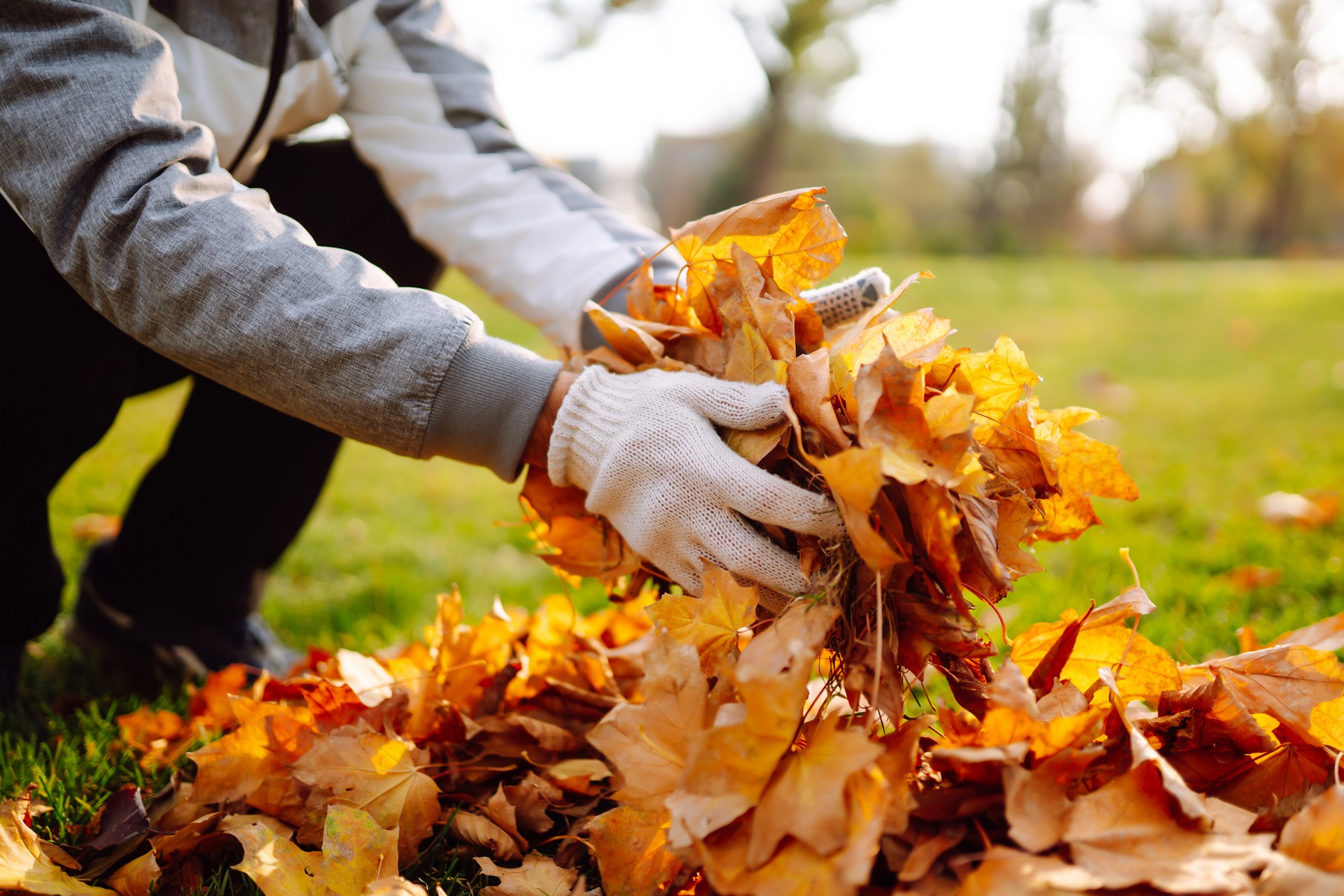 Man cleans the autumn park from yellow leaves.